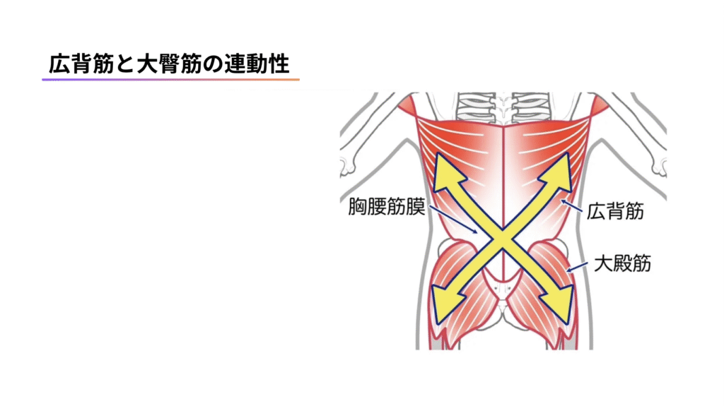 【専門家向け】姿勢改善に必須の「大臀筋」徹底解剖