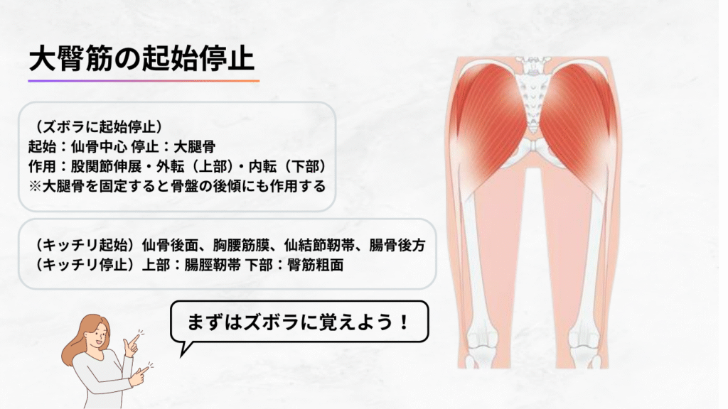 【専門家向け】姿勢改善に必須の「大臀筋」徹底解剖