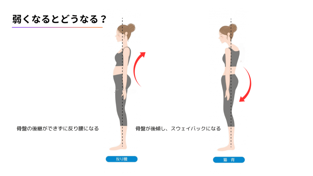 【専門家向け】姿勢改善に必須の「大臀筋」徹底解剖