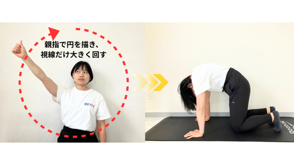 眼球サークル＋キャット&カウ