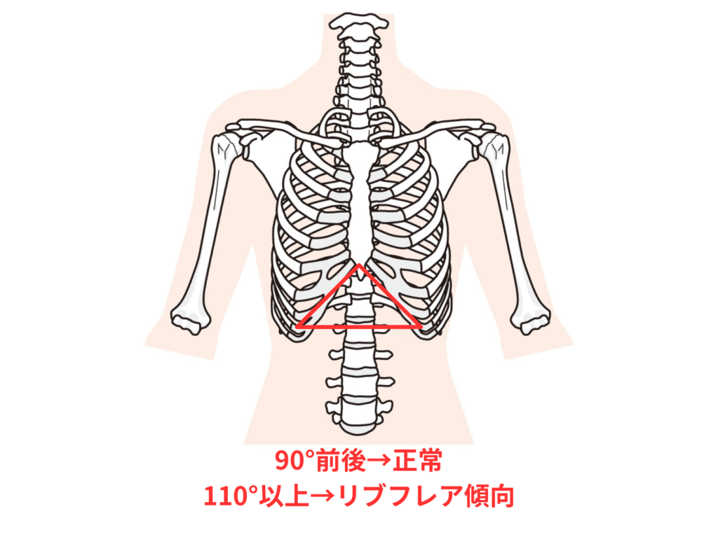  肋骨の開き（リブフレア）