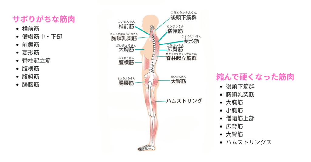 姿勢に関わる筋肉