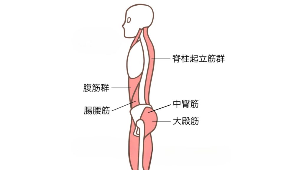 骨盤と腰椎の位置安定に重要な筋肉