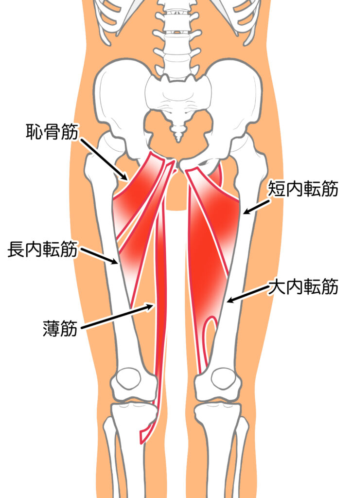 内ももの筋肉＝骨盤を内側から引き寄せるバンド