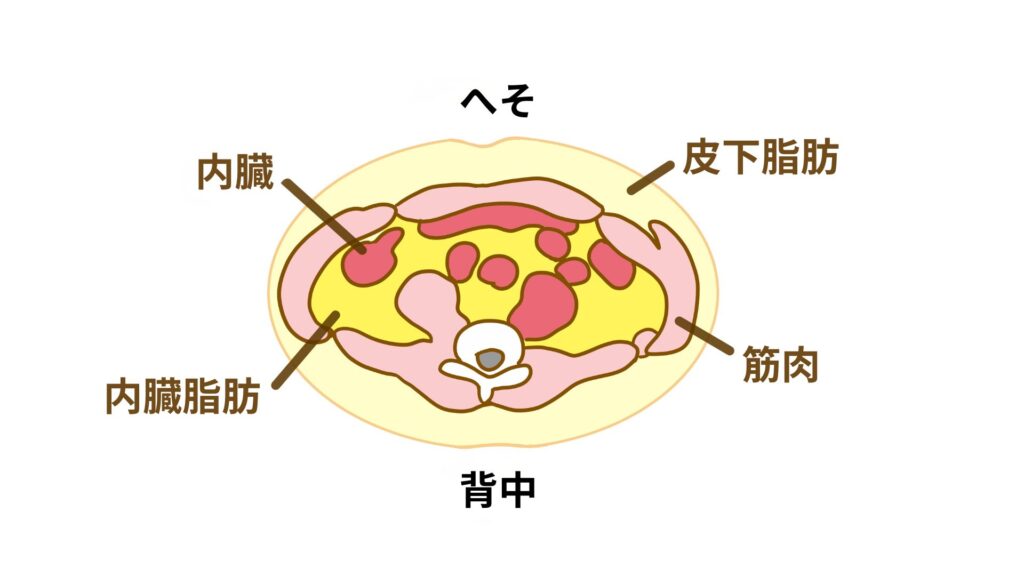 「内臓脂肪」と「皮下脂肪」
